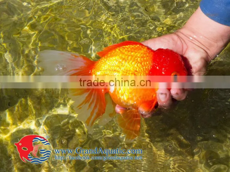 Aquarium Fish Farm