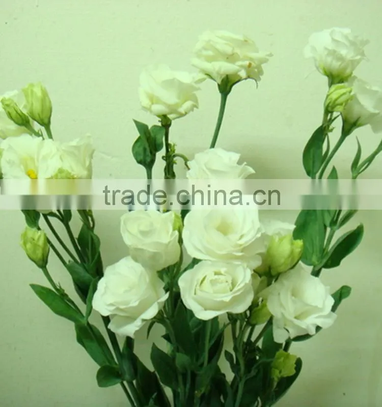 Factory Cheapest eustoma with green
