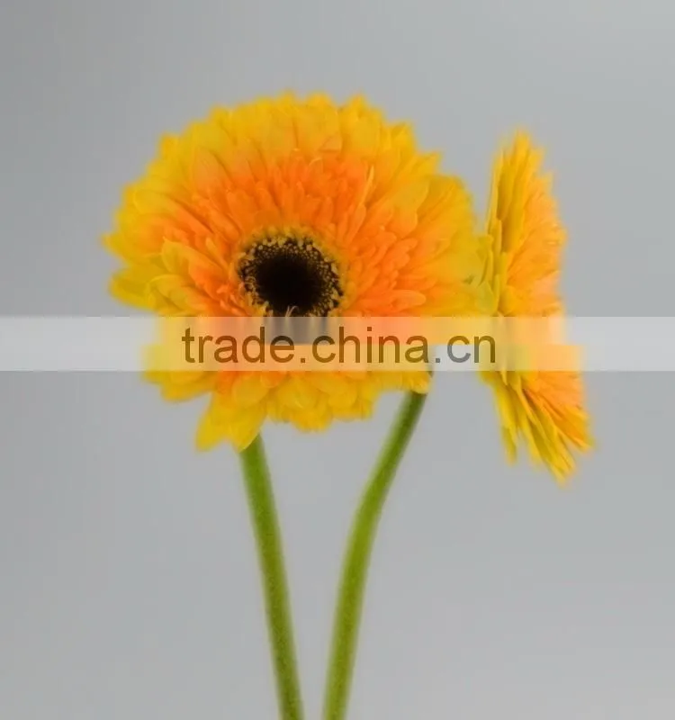 Fresh cut Champagne yellow gerbera