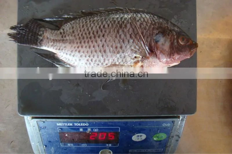 High Quality Fish Headless Clean Whole Frozen Tilapia fish