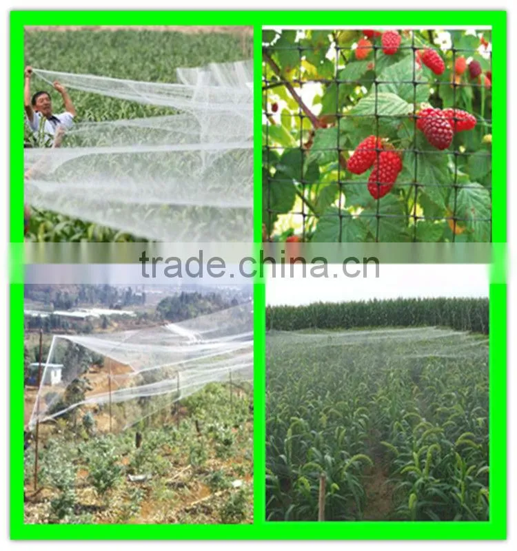 high quality PE cultivation protection plastic anti-bird mesh