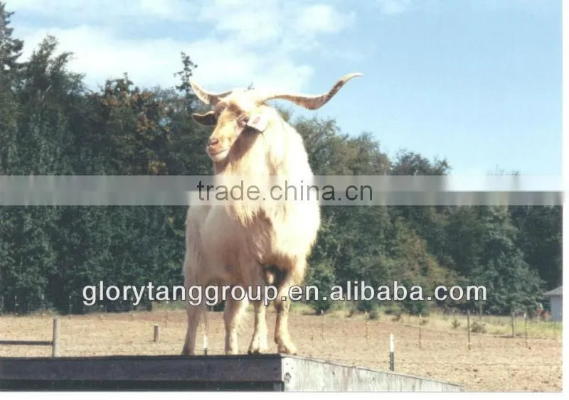 high quality and color 100% raw wool
