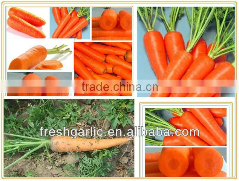 Fresh vegetable carrot for sale