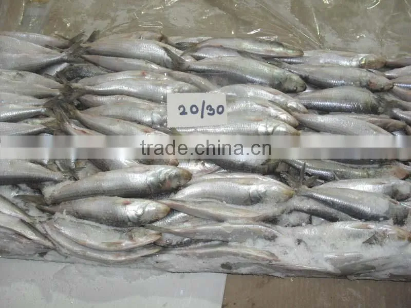 FROZEN SARDINE WHOLE ROUND