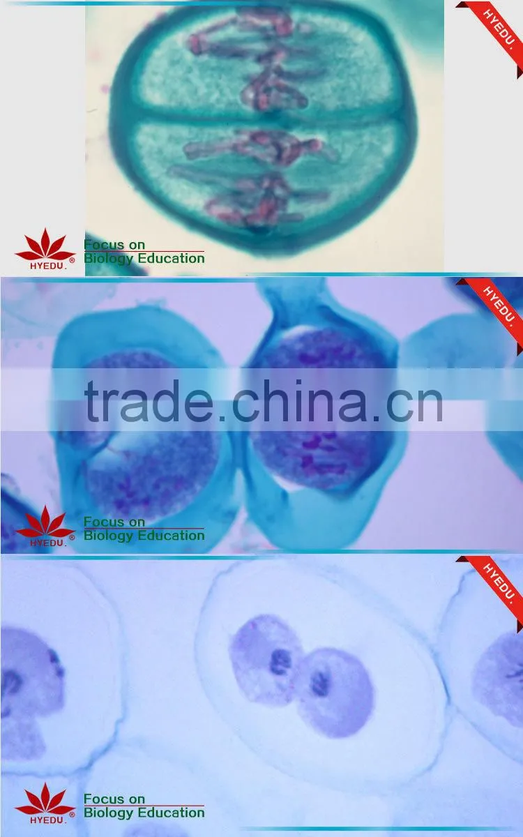 Animal Mitosis & Meiosis Prepared Slides Individual microscope prepared slide