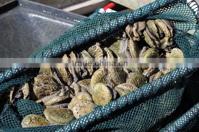 fresh live abalone for sale