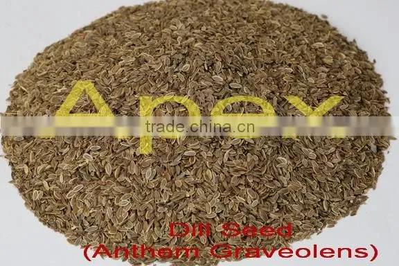 Anthem Graveolens Seeds TBC / Exporter of Anthem Graveolens / Dill Seeds / Suwa