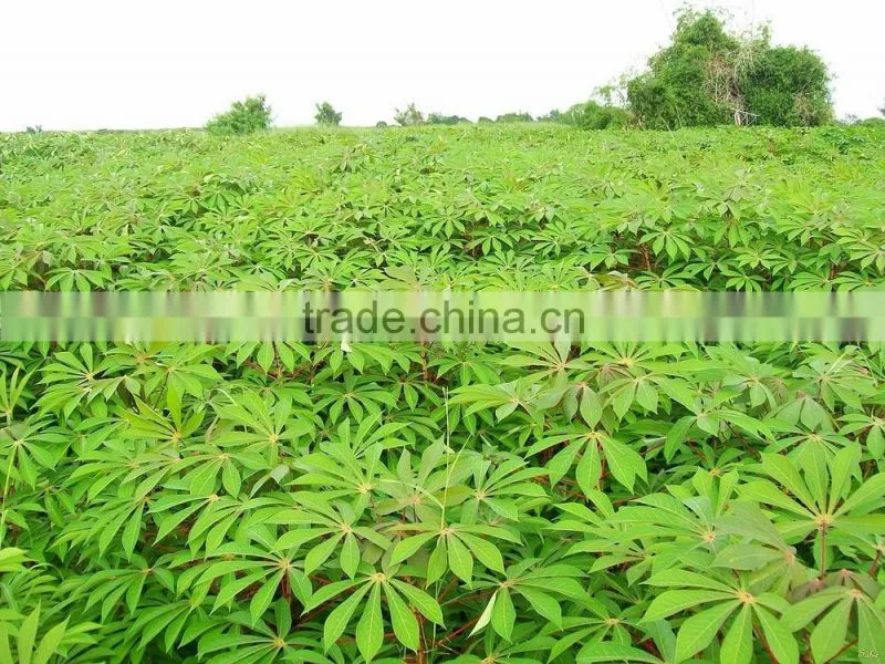 Cassava Leaf Grade A with high quality from Vietnam