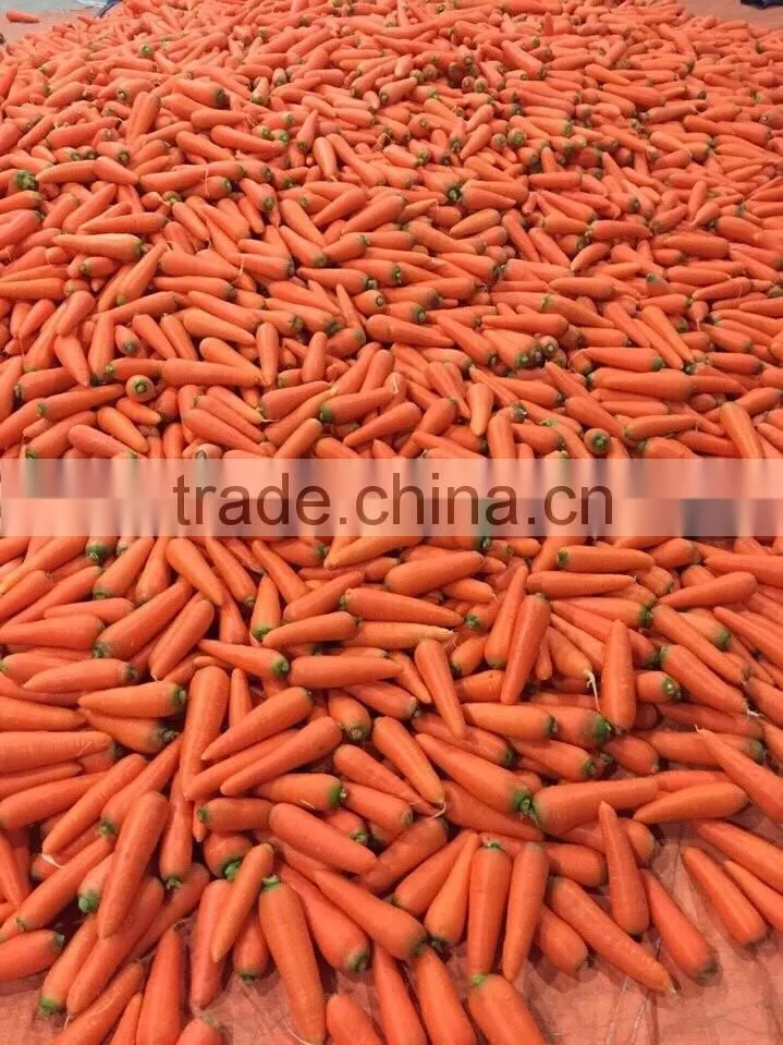 VIETNAM FRESH CARROTS CHEAP