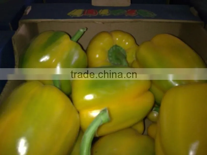 Color pepper ( GREEN - YELLOW - RED )