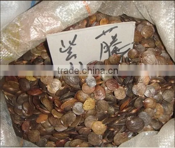Wisteria Tree Seeds Chinese Wisteria sinensis Seeds Vine Purple Flowers Bonsai Seeds For Planting