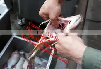 fish gutting machine/high capacity fish killing machine