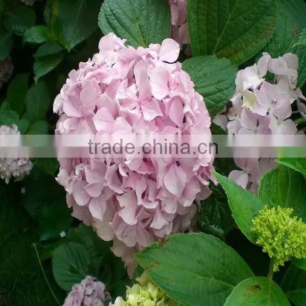 high grade hydrangea flower export from the biggest flower trading center in China