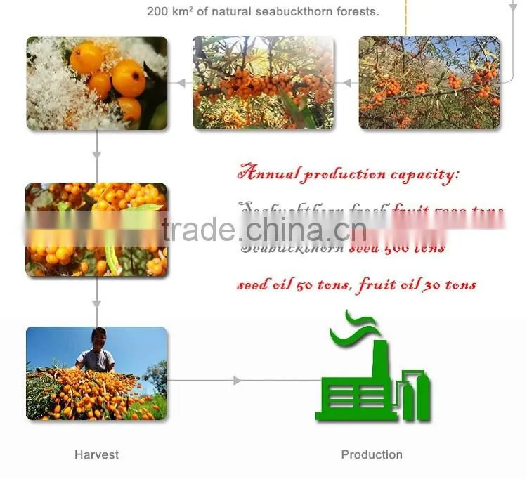 Effectively reduce the blood sugar of diabetes Sea-buckthorn Tea