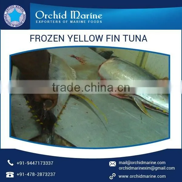 Frozen Yellow Fin Tuna Fish