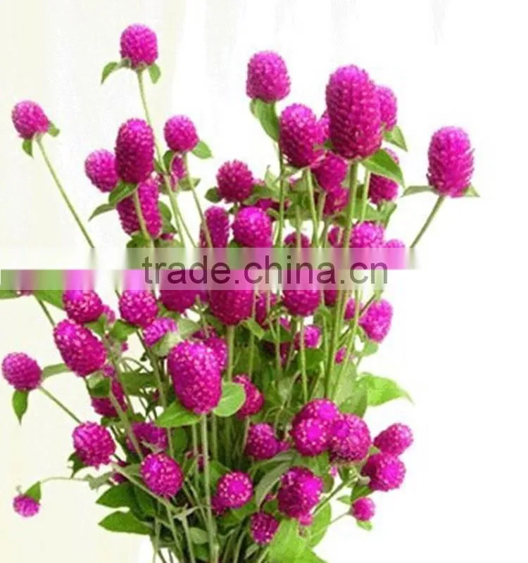 Fashionable promotional export fresh gomphrena globosa