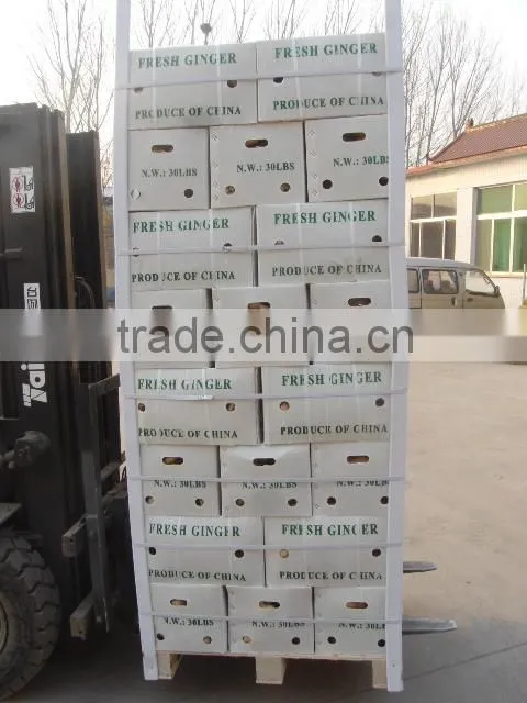 Fresh ginger/Best price ginger/Fresh ginger from origin
