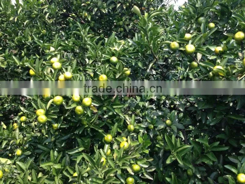 Baby Mandarin, Nanfeng baby Mandarin