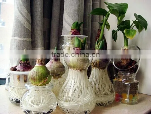 small and big home decorative hydroponics hyacinth flower glass vessel glass vase