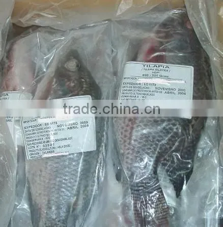 China Factory Supplier Frozen Fresh Tilapia Buyer