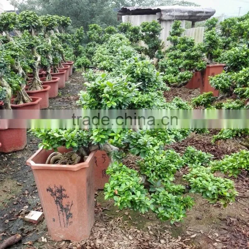 Ficus microcarpa Cliff shape
