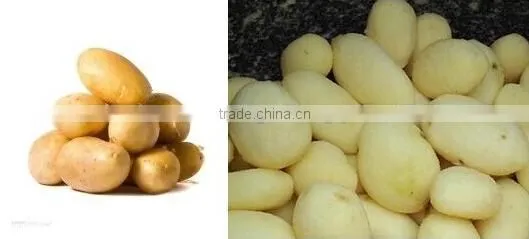 High quality 6kg potato washing and peeling machine, potato peeling machine(MPP-6)