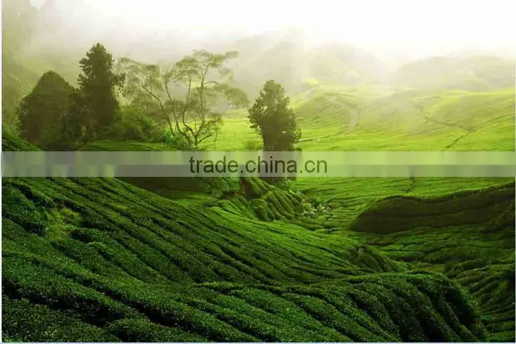China famous oolong tea.Tieguanyin Oolong Tea