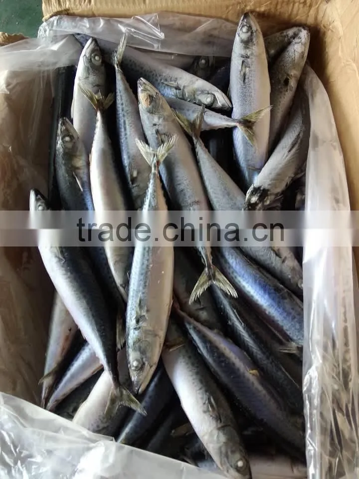 Lighting Caught Frozen Scomber Japonicus FAO61 Pacific Mackerel Fish