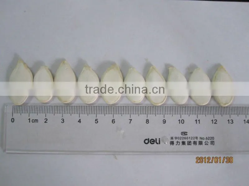 Chinese New Crop White Pumpkin Seeds 10cm,11cm,12cm,13cm