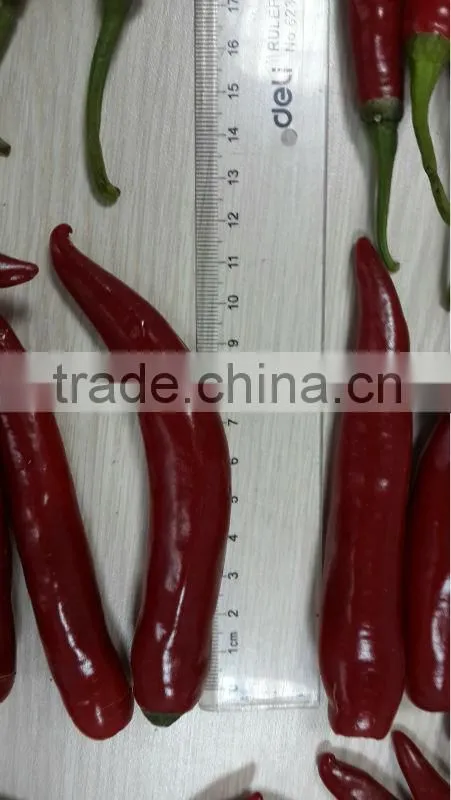 FRESH CHILI