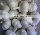 fresh new white garlic