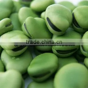 Hot Sell Mixed Coated broad beans