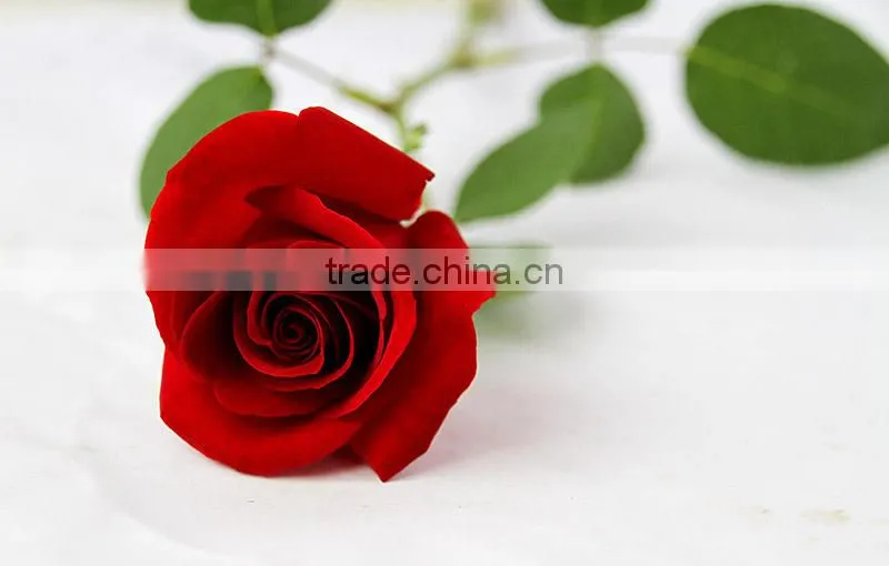 Cheap fresh red rose flowers with high quality