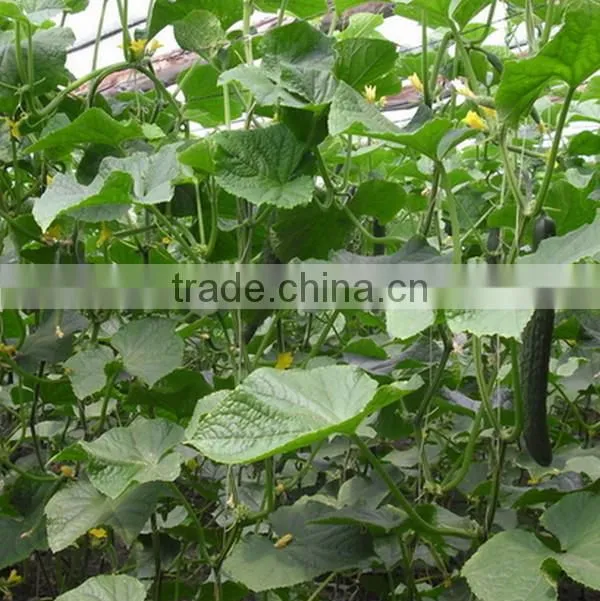 liquid Chitosan pesticide fertilizer