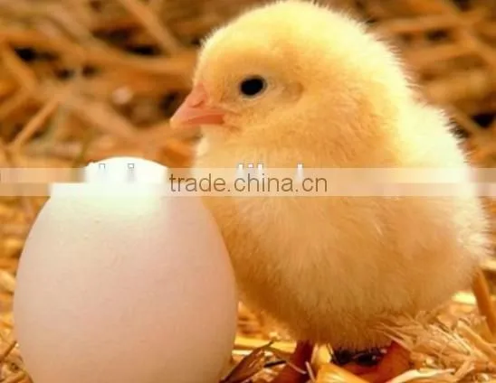 High quality V-1056 fully automatic egg incubartor for hot selling