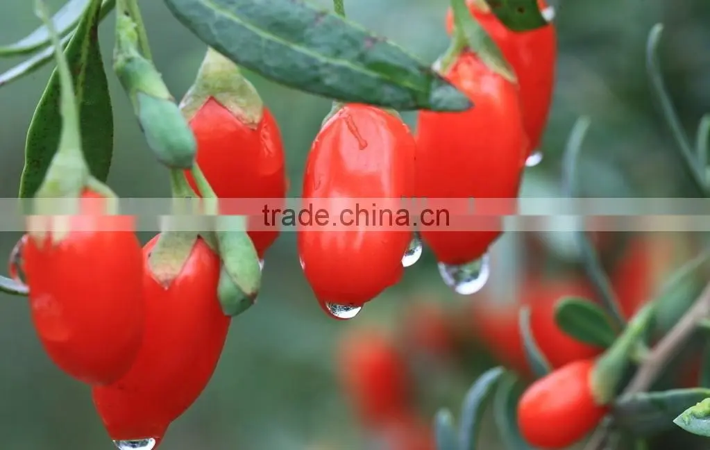 goji berry