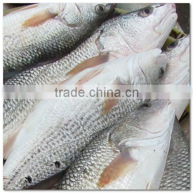 Frozen red drum fish food