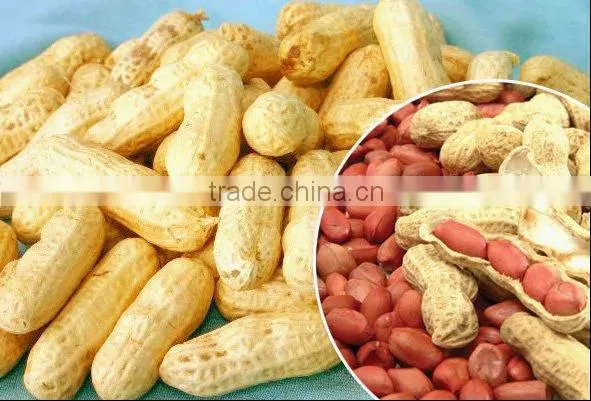 Best price washed peanut in shell for sale