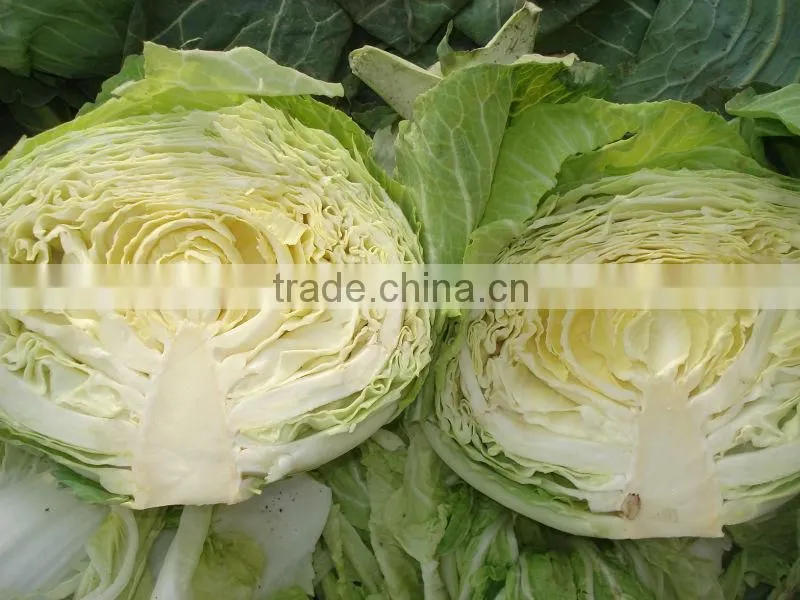 2014 hot sell Fresh organic Chinese cabbage from JINING BROTHER