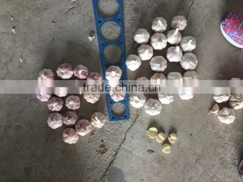 China Red Garlic Price Store Garlic