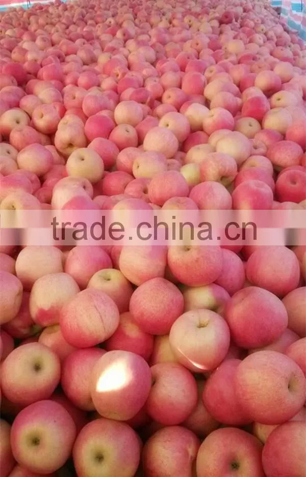 fuji apples Fresh Fuji Apple