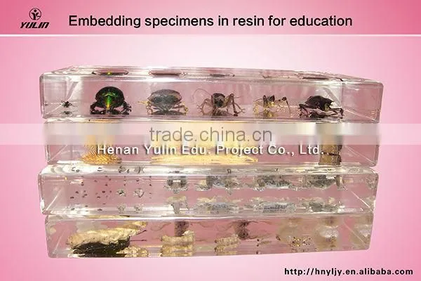 Yulin high quality acrylic embedded clam specimen