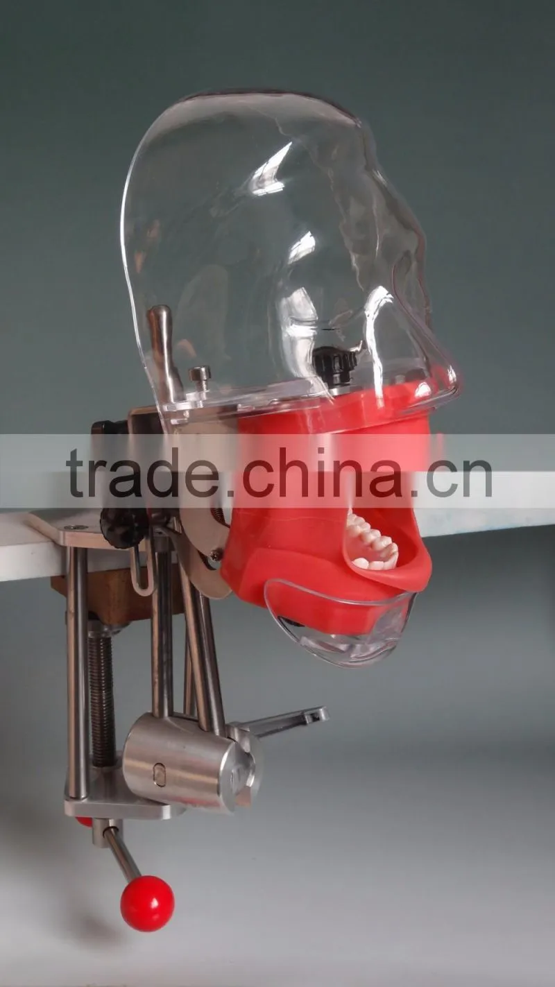Best Selling Simple Head Model for Dental Class high quality Simple cheap surgical training model for dentistry students