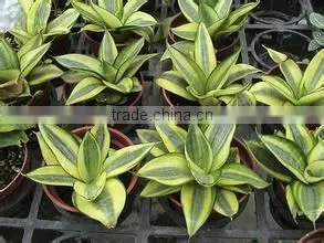 golden green Sansevieria for indoor ornamental bonsai plants