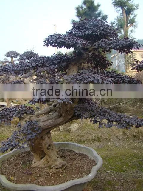 red flower Loropetalum chinense for ornamental outdoor landscaping beautiful bonsai plants