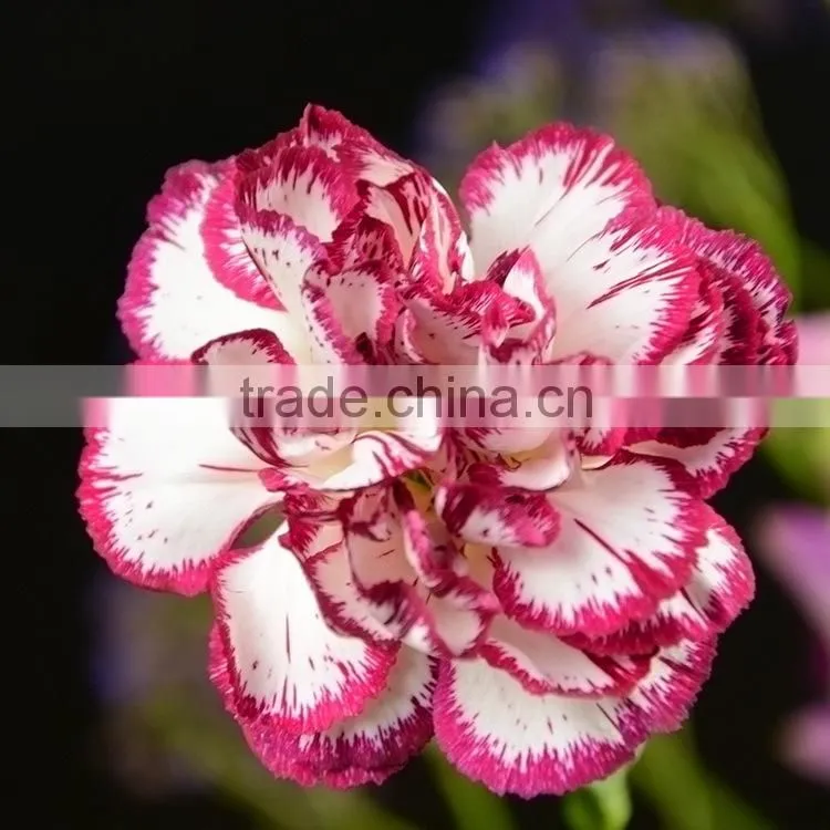 New Olympic carnation flowers for mothers day