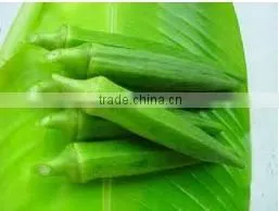 Organic Fresh Okra From Thailand