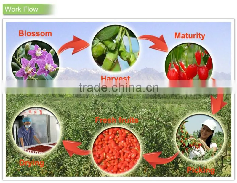 Zero pesticide residues dried goji berry fruit in hot selling