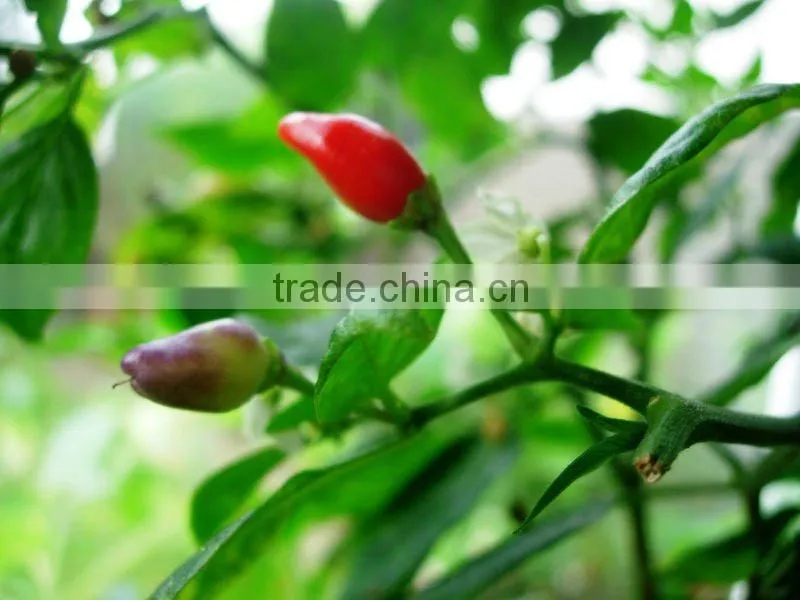 Indian Oleoresin Capsicum by AOS