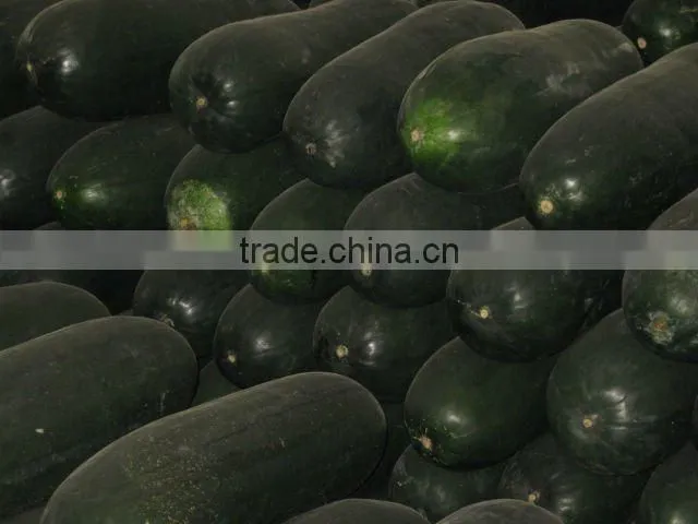 Winter melon